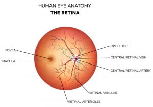 retina