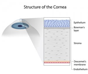 struttura della cornea