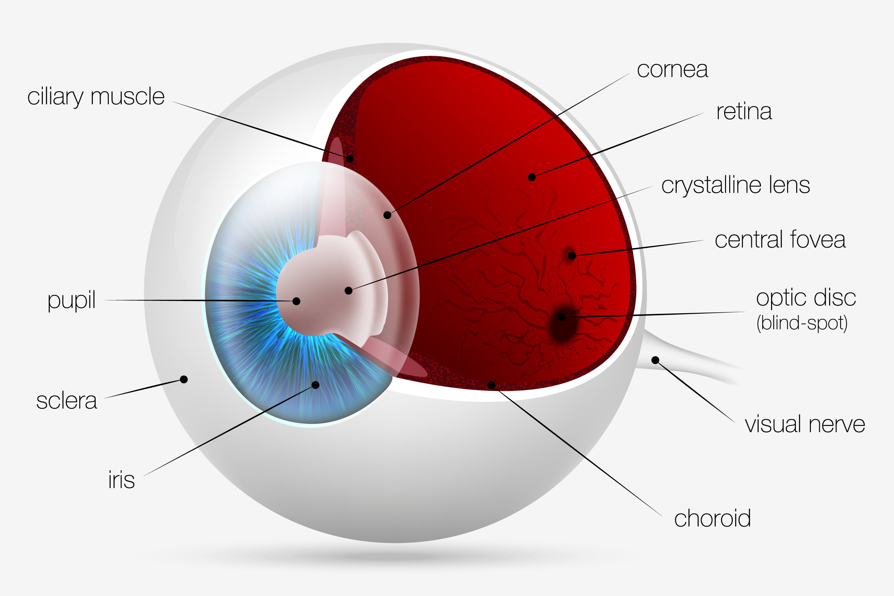 Crystal retinal