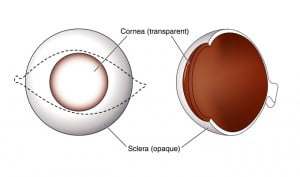 trapianto cornea
